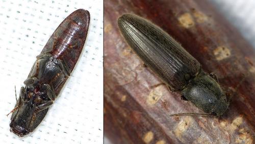Réf. 179 289 : Athous haemorrhoidalis