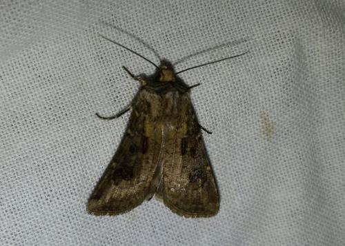 Agrotis clavis