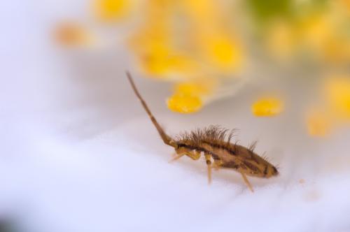 Entomobrya muscorum
