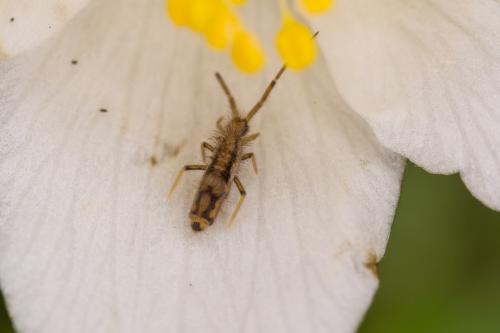 Entomobrya muscorum