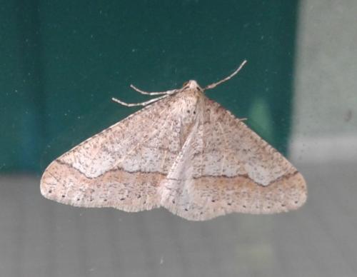 Réf. 179 541 : Agriopis marginaria