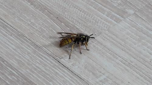 Vespula germanica
