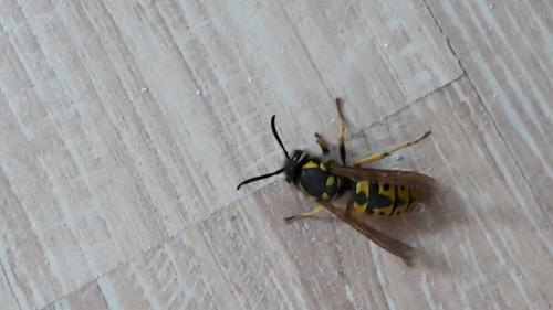 Vespula germanica