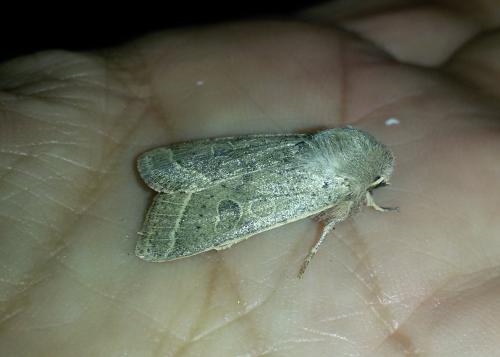 Orthosia cerasi