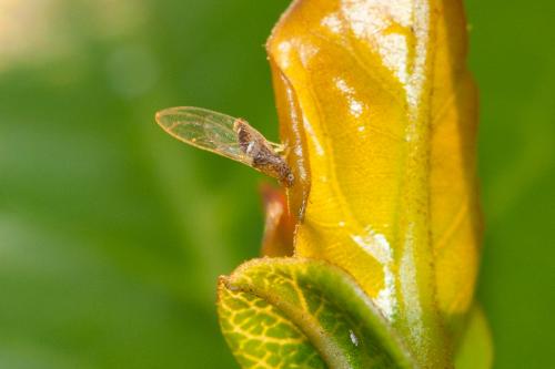 Réf. 179 325 : Lauritrioza alacris