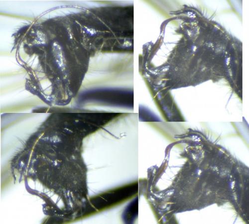 Empis provencalis