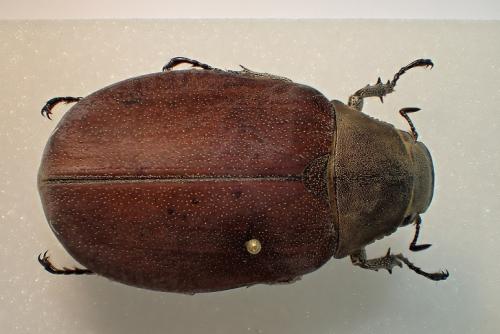 Lepidiota sp.