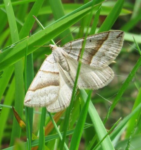 Réf. 179 004 : Scotopteryx (luridata-mucronata)