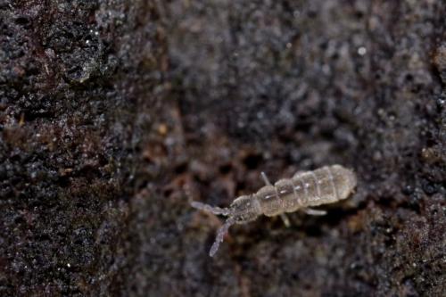 Réf. 179 686 : Cryptopygus thermophilus