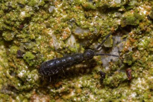 Réf. 179 160 : Isotoma viridis