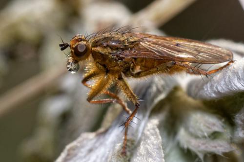 Scathophaga stercoraria