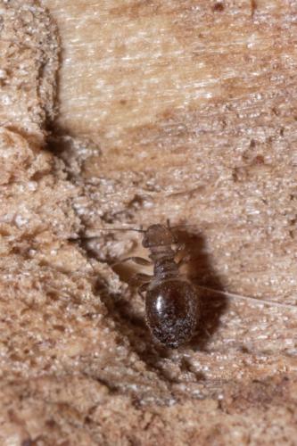 Lepinotus patruelis