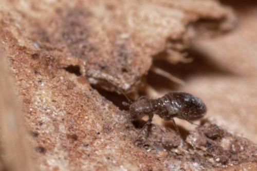 Réf. 179 202 : Lepinotus patruelis