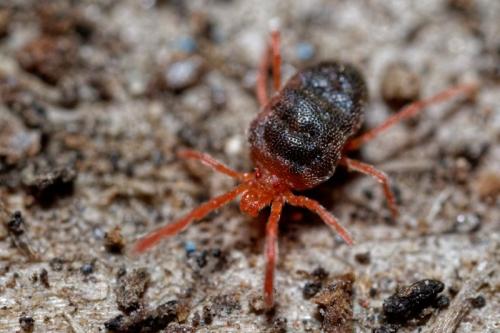 Podothrombium sp.