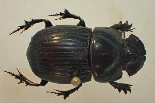 Réf. 179 377 : Copris sp.