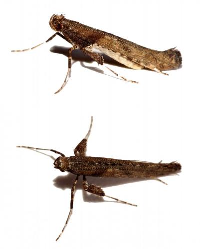 Réf. 179 148 : Caloptilia falconipennella