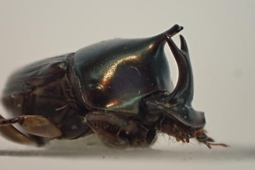 Réf. 179 179 : Liatongus vertagus