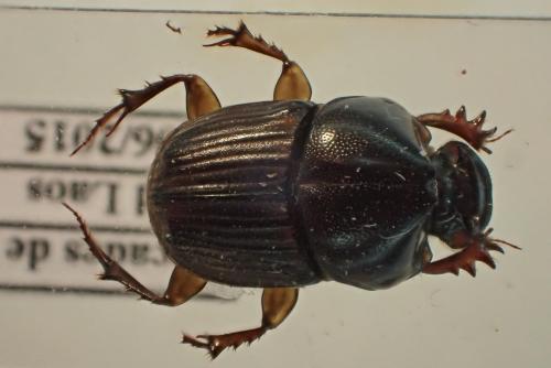 Liatongus affinis