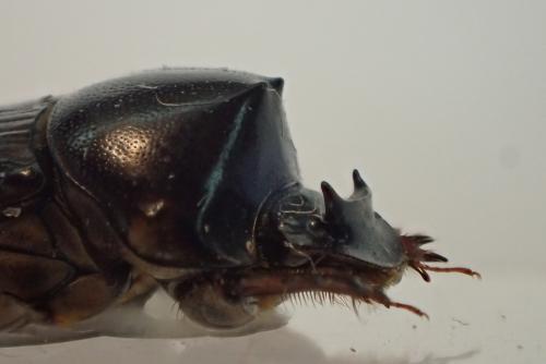 Liatongus affinis
