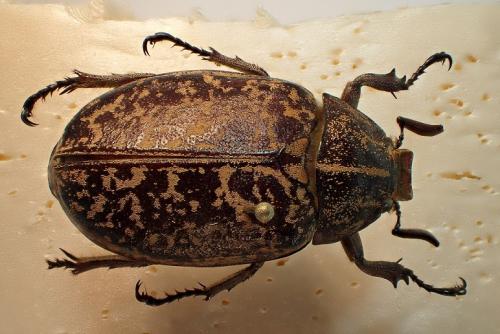 Polyphylla tonkinensis