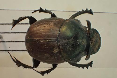 Digitonthophagus bonasus