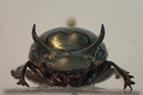 Digitonthophagus bonasus