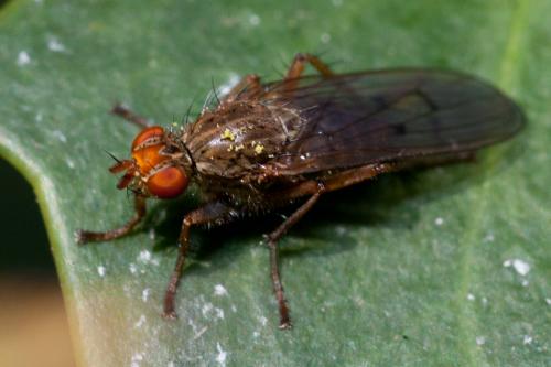 Scathophaga furcata