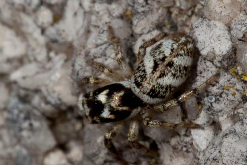 Salticus scenicus