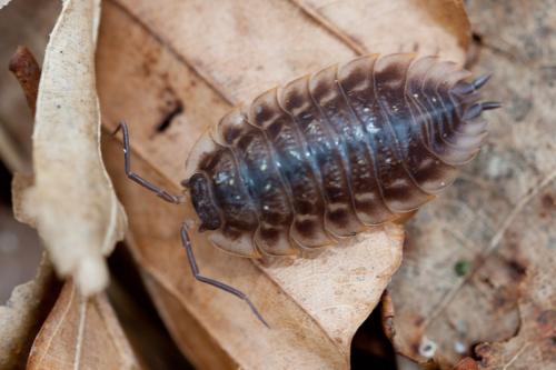 Réf. 179 314 : Oniscus asellus