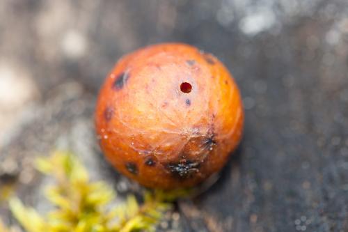 Réf. 179 317 : Andricus kollari