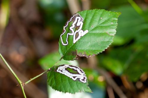 Réf. 179 817 : Stigmella sp.