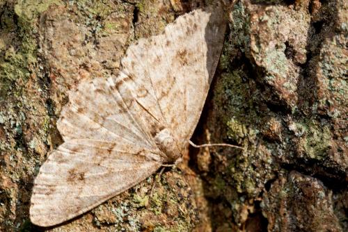 Ectropis crepuscularia