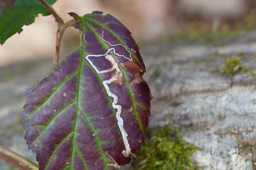 Réf. 179 877 : Stigmella sp.