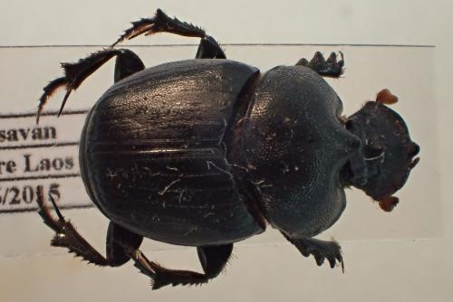 Réf. 179 504 : Onthophagus tricornis