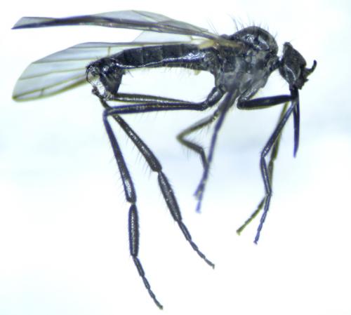 Empis provencalis