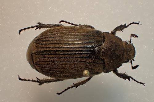 Réf. 179 083 : Exolontha sp.