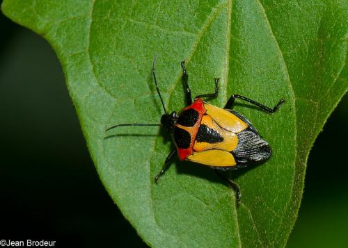 Réf. 179 667 : Oplomus sp.