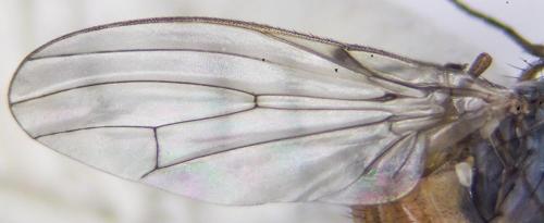 Tephrochlamys flavipes
