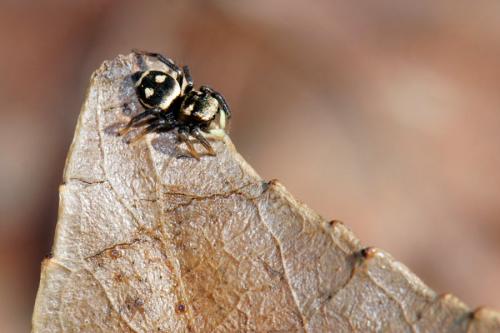 Heliophanus sp.