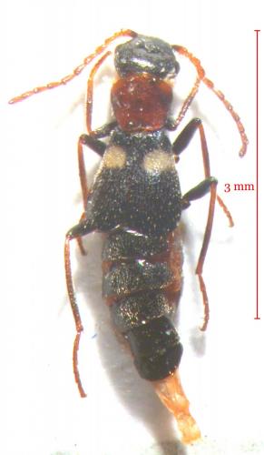 Brachemys peragalloi