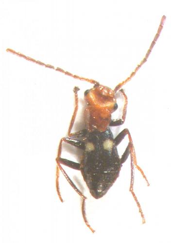 Brachemys peragalloi