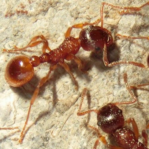 Réf. 179 777 : Myrmica rubra
