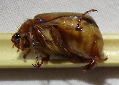 Rhizotrogus cicatricosus