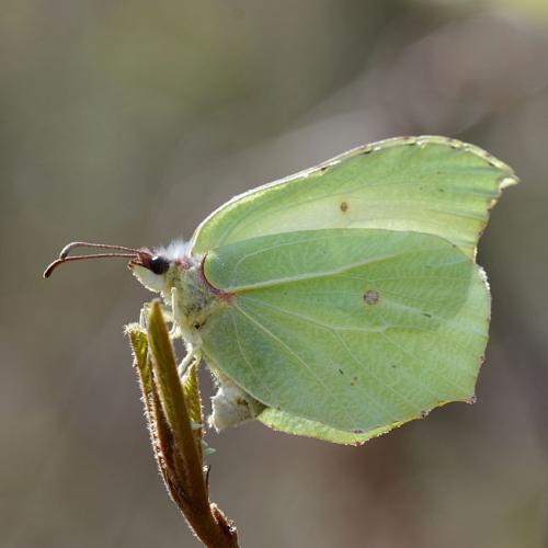 Gonepteryx rhamni