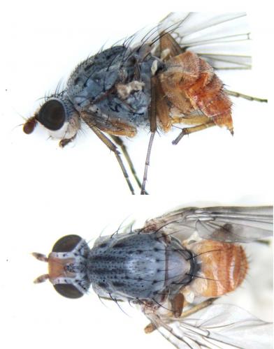 Tephrochlamys flavipes