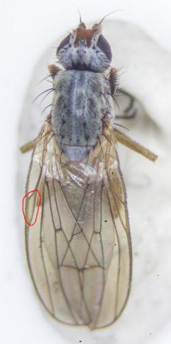 Tephrochlamys rufiventris