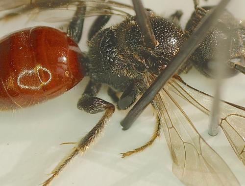 Réf. 179 913 : Sphecodes sp.
