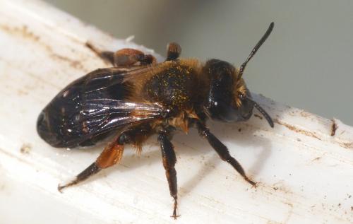 Andrena sp.