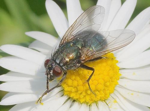 Réf. 179 894 : Eudasyphora cyanella