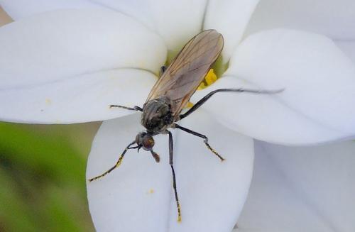 Rhamphomyia sp.